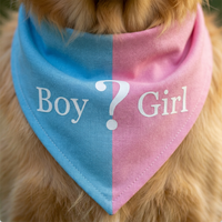 Gender reveal dog bandana in pink and blue colors